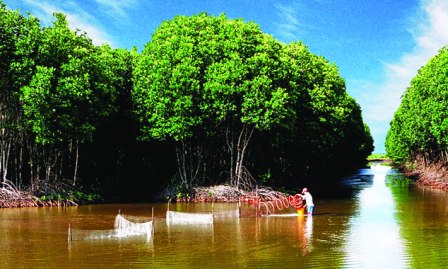 Cultivo de especies acuáticas en el dosel arbóreo revive manglares en Tra Vinh